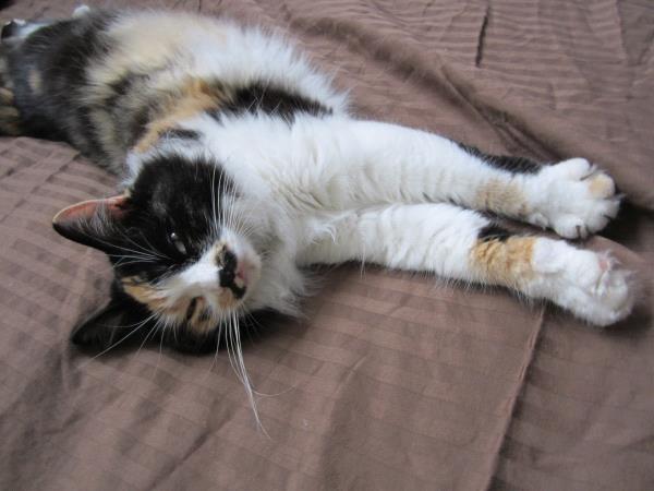 /Images/uploads/Humane Society of Utah/HSUCalendar/entries/946thumb.jpg